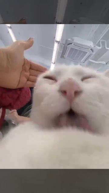 У вас появилась уникальная возможность почувствовать себя намытым кошачьим бочочком☺️