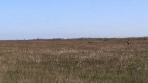 Постановка поиска. Молодой дратхаар, первое поле.