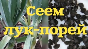 Лук-порей. Посейте так и быстро взойдёт