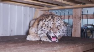 В Хабаровском крае спасли замёрзшего голодного тигрёнка