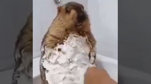 сурок Байбак.mp4