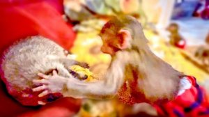 Степашка ВОЮЕТ с Тимошкой за мое внимание, а Маняша взяла ШЕФСТВО над маленькими Томом и Маей!