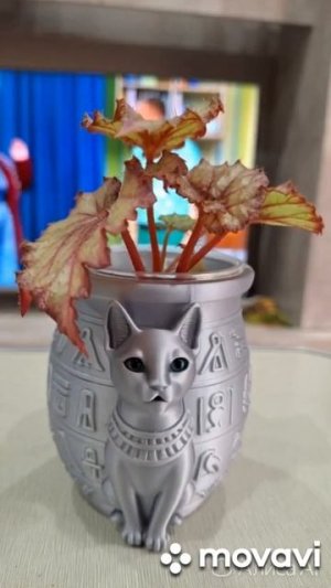 КАШПО,ЕГИПЕТСКАЯ КОШКА.КОМНАТНЫЕ РАСТЕНИЯ(ЦВЕТЫ).