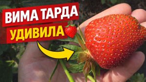 Одна грядка — море ягод! Земляника Вима Тарда на песке