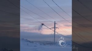 Использование дронов для очистки проводов ЛЭП в Мурманской области !!!
Будущее уже сегодня !!!