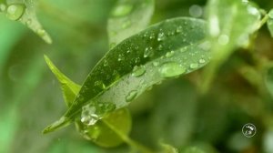 ГОЛОС ПОГИБШЕГО СЫНА . Я вернусь к тебе,мама, капелькой дождя.