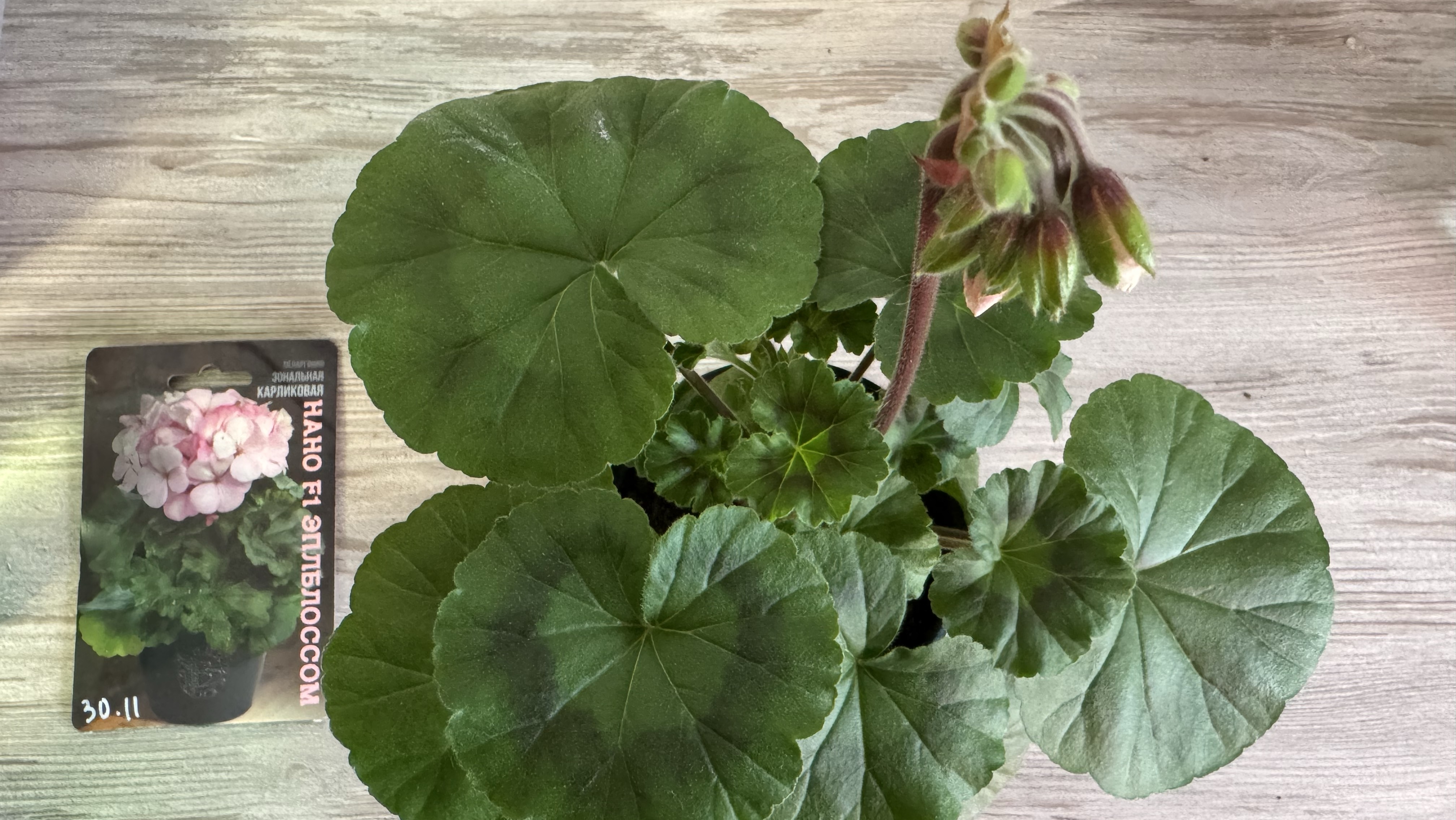 14.02.26 рассада. Обрезка Дихондры, Эустомы. Посев Петхоа. смотреть онлайн