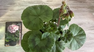 14.02.26 рассада. Обрезка Дихондры, Эустомы. Посев Петхоа.