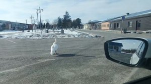 Вот,че он тут забыл🪿🪿