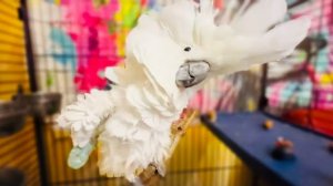 Вы посмотрите ЧТО ВЫТВОРЯЕТ Жорик и как его стали ДРАКОНИТЬ малыши Том и Мая!!!