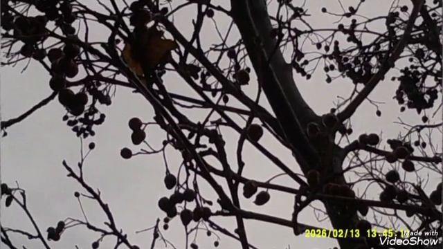 Мариуполь 🏙️ 13.02.2026. смотреть онлайн