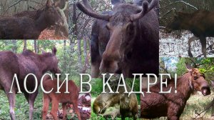 ЛОСИ в кадре: мой ОПЫТ съемки на ФОТОЛОВУШКИ