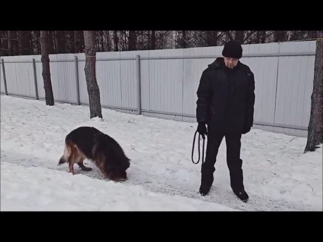 29 12 2024  тайфун в гостях у вестф