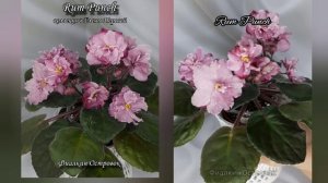 фиалка Rum Punch