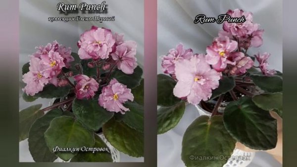 фиалка Rum Punch