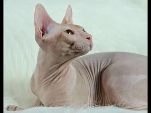 Донской сфинкс