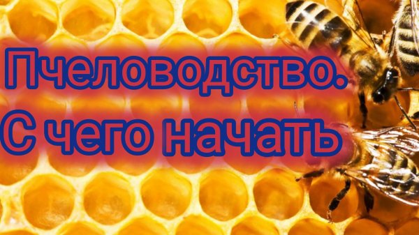 Пчеловодство. С чего начать 🐝🐝🐝