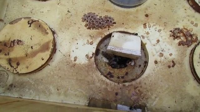 февраль, как зимуют пчелы у которых было много клеща по осени , 13.02.2026 смотреть онлайн