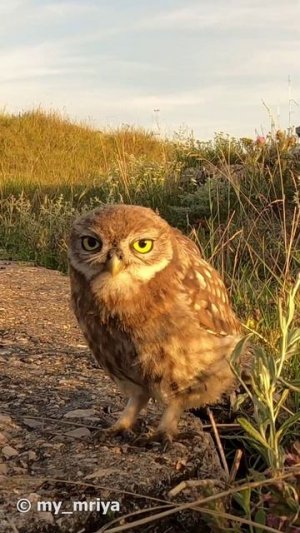 Домовые сычи. Слётки