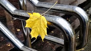 Из моих последних снимков - 2 ( слайд-шоу)