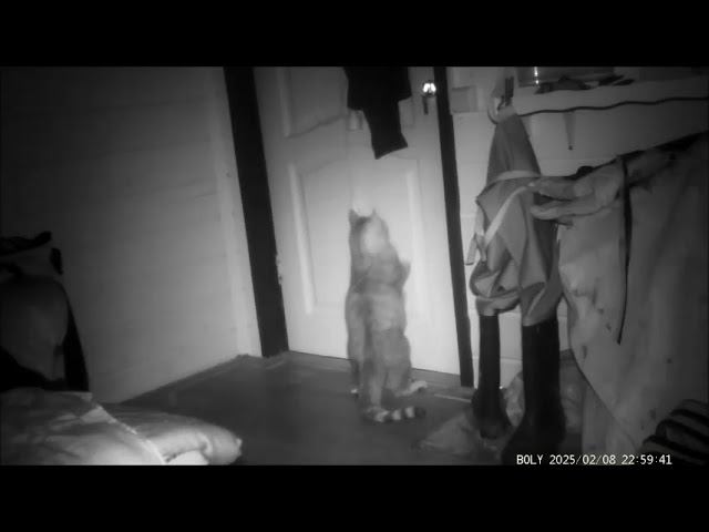 СВОБОДУ КОТУ!