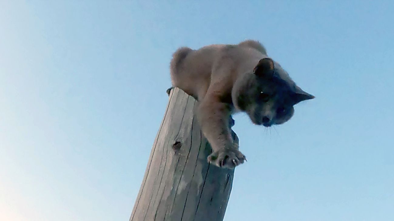 Дай пять... смотреть онлайн