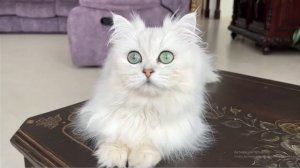 МЫ CAT SIREN HEAD SPIDERMAN  REAL FILE