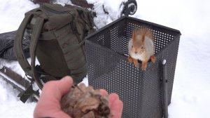 Как я уговорил белку прыгнуть