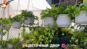 Цветы на участке и во дворе как красиво посадить фото идеи для вдохновения (247)