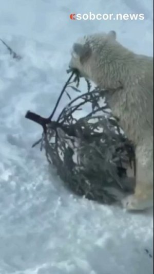 Медведица из Пермского зоопарка решила наконец выкинуть новогоднюю ёлку #россия #прикол #животные