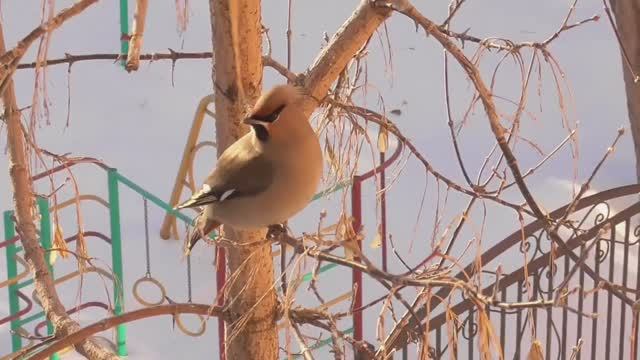Загадка. Что едят свиристели на ветках клена_ Тюмень.18 02 2024 . смотреть онлайн