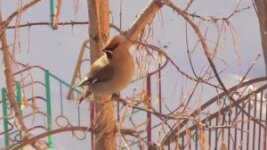 Загадка. Что едят свиристели на ветках клена_ Тюмень.18 02 2024 .