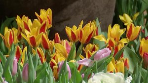 В Москве в Аптекарском огороде сегодня открылась выставка "Репетиция весны".