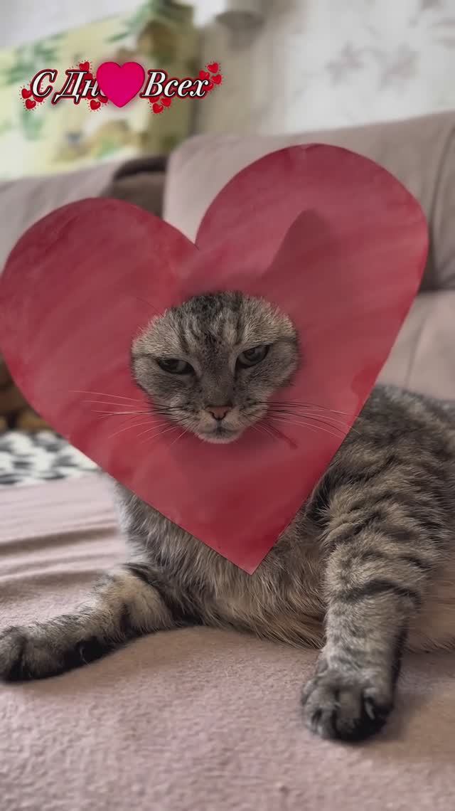 Принимайте поздравления от наших котиков❤️