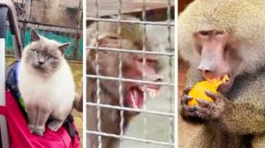 НАПАЛ за апельсин на Феню? ВЫДРАЛ клочки шерсти! ЖЕСТОКАЯ любовь Вени! ТАМОЖНЯ Басик проводит ОБЫСК!