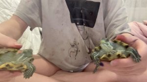 МОИ ЧЕРЕПАШКИ-МИЛАШКИ!