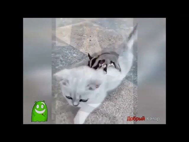 Смешные кошки  Май 2024