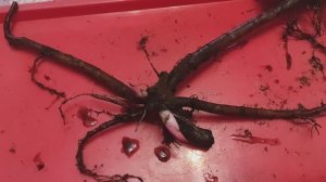 Покупка ПИОНА зимой. Как его сохранить до высадки в грунт? #пионвкоробке #растения #цветы #пионы