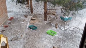 очередная парочка