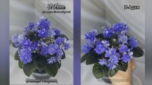 фиалка Н-Адам