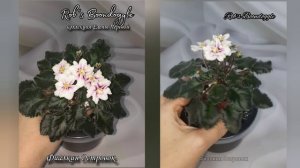 фиалка Rob's Bundoggle