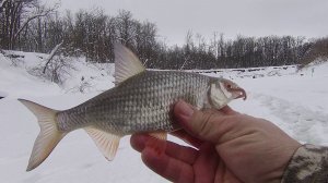 КРУПНАЯ ПЛОТВА НА ВЕРТОЛЁТ В МЕСТАХ КУДА НЕТ ДОРОГ.