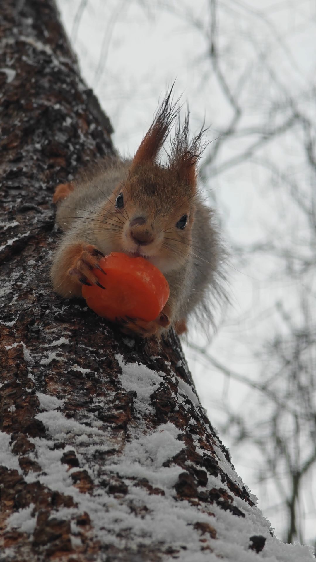 Белка с морковкой смотреть онлайн