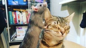 #Смешные животные #169