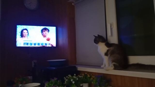 Очень любопытный кот