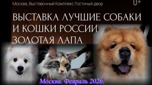 Выставка ЛЧШИЕ СОБАКИ И КОШКИ РОССИИ. Гостиный двор. Москва. Февраль 2026.