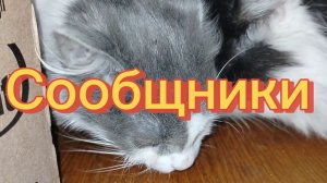 СООБЩНИКИ.Егор и Кукла.Как кошки рвут пакеты с кормом.