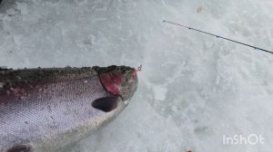 14.02.26. Поимки на ViP зоне