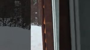 131226г Сима на охоте и Эксклюзив от Поршаскучает без посетителей