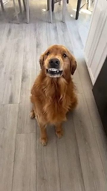 собаки улыбаки